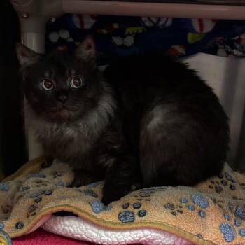 Gerard Way - Barn Cat -  Domestic Long Hair Cat Available for Adoption in Flagstaff, Arizona - Gerard Way - Barn Cat | PetCurious