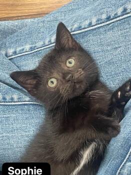 Sophie -  Domestic Short Hair Cat for Adoption in Johnson City, Tennessee - Sophie | PetCurious