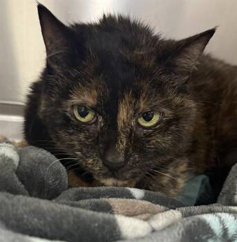 Domestic Short Hair Cats Available for Adoption - JUNEBUG | PetCurious