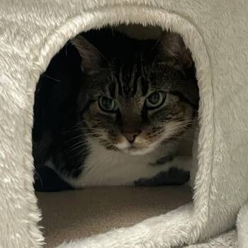 Domestic Short Hair Cats Available for Adoption - Zenon | PetCurious
