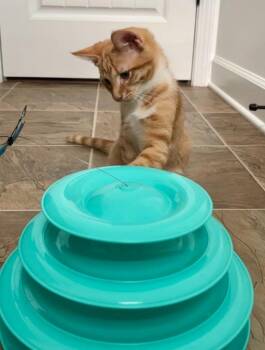 Domestic Short Hair Cats Available for Adoption in Youngsville, North Carolina - Monopoly26 | PetCurious