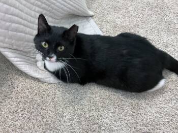 Tuxedo and Domestic Short Hair Cats Available for Adoption in Magnolia Springs, Alabama - Chancy | PetCurious