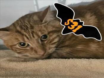 Rescue Domestic Short Hair Cats for Adoption in Santa Cruz, California - RIGATONI* | PetCurious