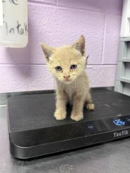 61050963 -  Domestic Short Hair Cat for Adoption in El Paso, Texas - 61050963 | PetCurious