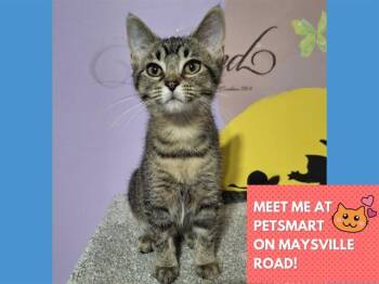 ROSEMARY -  Domestic Short Hair Cat for Adoption in Fort Wayne, Indiana - ROSEMARY | PetCurious