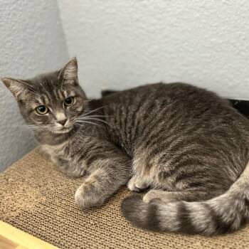 Cosmo -  Abyssinian and Domestic Short Hair Cat for Adoption in Bend, Oregon - Cosmo | PetCurious