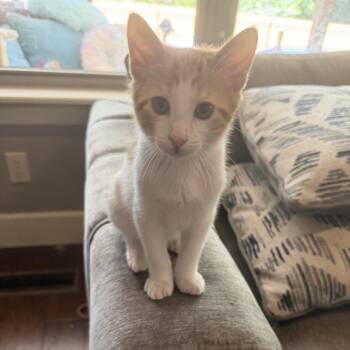 Scribble -  Domestic Short Hair Cat for Adoption in Bentonville, Arkansas - Scribble | PetCurious