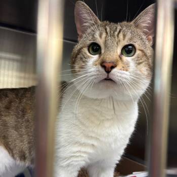 Domestic Short Hair Cats Available for Adoption in Vineland, New Jersey - Oliver | PetCurious