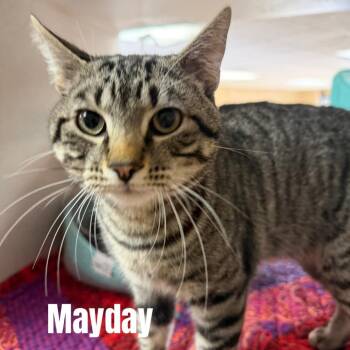 Mayday *Meet me at Plymouth Petsmart* -  Domestic Short Hair Cat for Adoption in Buffalo, Minnesota - Mayday *Meet Me At Plymouth Petsmart* | PetCurious
