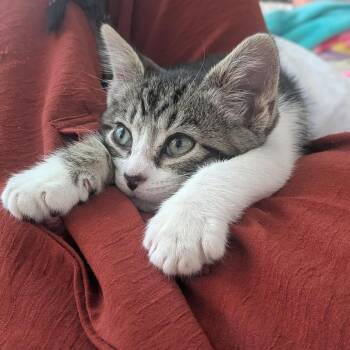 Biff Schmidt -  Domestic Short Hair Cat for Adoption in Eagle Mountain, Utah - Biff Schmidt | PetCurious