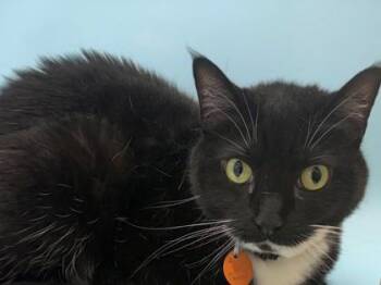 Bella -  Domestic Short Hair Cat for Adoption in Woodbury, Minnesota - Bella | PetCurious