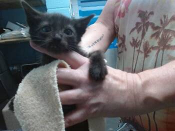 COFFEE LAKE -  Domestic Short Hair Cat for Adoption in Albuquerque, New Mexico - COFFEE LAKE | PetCurious