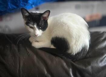 Vaca Lora -  Domestic Short Hair Cat for Adoption in Bayonne, New Jersey - Vaca Lora | PetCurious
