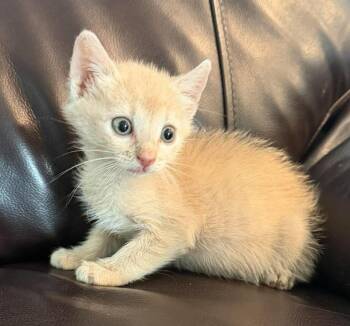 Brulee-In Foster -  Domestic Short Hair Cat for Adoption in Rockwall, Texas - Brulee-In Foster | PetCurious