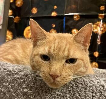 Butters (fiv) -  Domestic Short Hair Cat for Adoption in Glendale, Arizona - Butters (fiv) | PetCurious