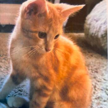 Ragnar -  Domestic Short Hair Cat for Adoption in Chanute, Kansas - Ragnar | PetCurious