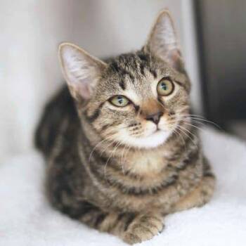 Winnie -  Domestic Short Hair Cat for Adoption in Atlanta, Georgia - Winnie | PetCurious
