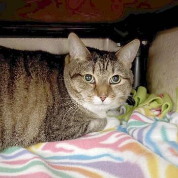 gizmo -  Domestic Short Hair and Domestic Medium Hair Cat for Adoption in Owosso, Michigan - Gizmo | PetCurious