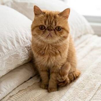 Goldie -  Persian Cat for Adoption in Fort Lauderdale, Florida - Goldie | PetCurious