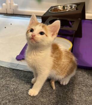 *Kittenclaw -  Domestic Short Hair Cat for Adoption in Newnan, Georgia - *Kittenclaw | PetCurious