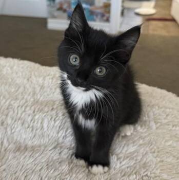 Jessie Nicholls -  Domestic Medium Hair and Tuxedo Cat for Adoption in Morrison, Colorado - Jessie Nicholls | PetCurious