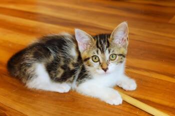 Serenity -  Domestic Short Hair Cat for Adoption in Urbana, Ohio - Serenity | PetCurious