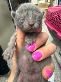 Dolly Parton -  Domestic Short Hair Cat for Adoption in Pomona, New York - Dolly Parton | PetCurious