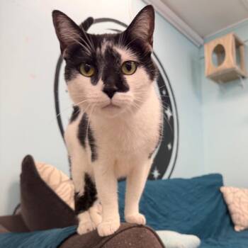Pheasant -  Domestic Short Hair Cat for Adoption in Pittsburgh, Pennsylvania - Pheasant | PetCurious
