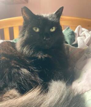 Domestic Long Hair Cats Available for Adoption - Tilda | PetCurious