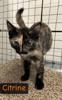 Citrine -  Domestic Short Hair Cat for Adoption in Burlington, Iowa - Citrine | PetCurious