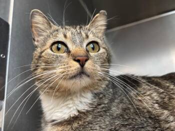 Tabby Cats Available for Adoption in Powell, Ohio - Poppy | PetCurious