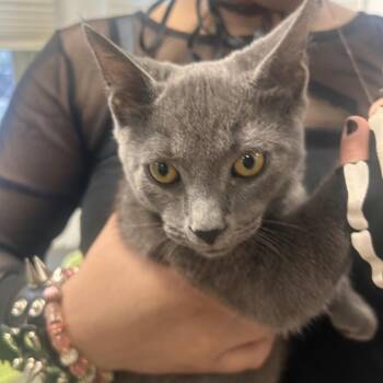 Domestic Short Hair Cats Available for Adoption - Lord Beerus | PetCurious