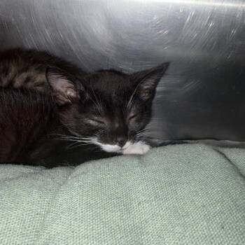 Peter Pan -  Domestic Short Hair Cat for Adoption in West Palm Beach, Florida - Peter Pan | PetCurious