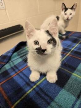 Domestic Short Hair Cats Available for Adoption in Westland, Michigan - Brioche | PetCurious