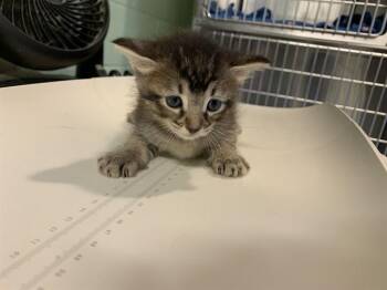 Domestic Short Hair Cats Available for Adoption in Grand Prairie, Texas - STAR | PetCurious