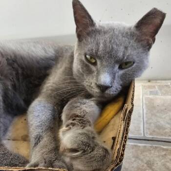 Rescue Domestic Short Hair Cats for Adoption in Reisterstown, Maryland - Bram Stoker | PetCurious