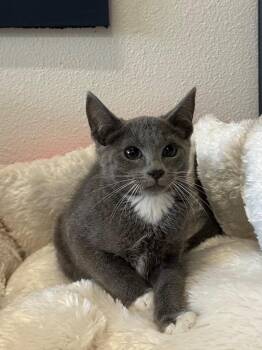 Indigo -  Domestic Short Hair Cat for Adoption in Newberg, Oregon - Indigo | PetCurious