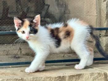 Rescue Domestic Short Hair Cats for Adoption in Stillwater, Oklahoma - (SF) 9/26/25 - Flower | PetCurious