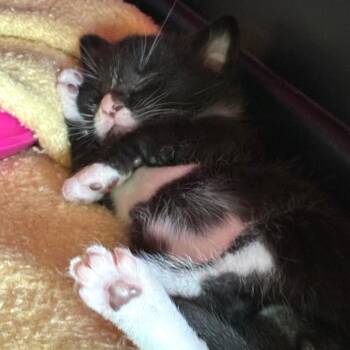Rowan -  Domestic Short Hair Cat for Adoption in Durham, North Carolina - Rowan | PetCurious