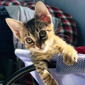 Taylor -  Tabby Cat for Adoption in Trophy Club, Texas - Taylor | PetCurious