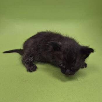 TXAC-Stray-20123 -  Siamese and Domestic Short Hair Cat for Adoption in Portland, Texas - TXAC-Stray-20123 | PetCurious