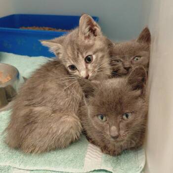 Han -  Domestic Short Hair Cat for Adoption in Charlottesville, Virginia - Han | PetCurious