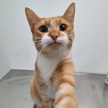 Tangerine -  Domestic Short Hair Cat for Adoption in Clavet, Saskatchewan - Tangerine | PetCurious