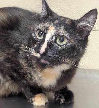 Cruella - Barn Cat -  Domestic Short Hair Cat for Adoption in Vancouver, Washington - Cruella - Barn Cat | PetCurious