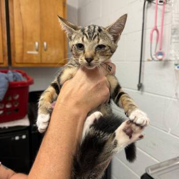Betty White Claw -  Domestic Short Hair Cat for Adoption in Evensville, Tennessee - Betty White Claw | PetCurious