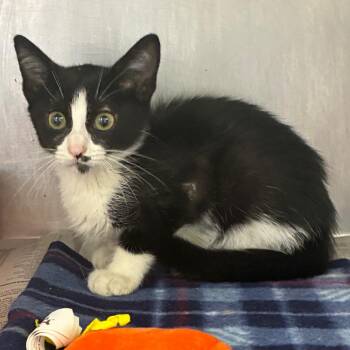 Orca -  Domestic Short Hair Cat for Adoption in San Antonio, Texas - Orca | PetCurious