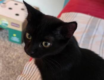 Phoebe -  Domestic Short Hair Cat for Adoption in Wilmington, North Carolina - Phoebe | PetCurious