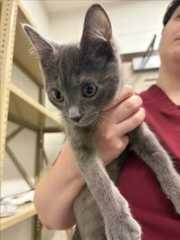 CRUMB -  Domestic Short Hair Cat for Adoption in Derwood, Maryland - CRUMB | PetCurious
