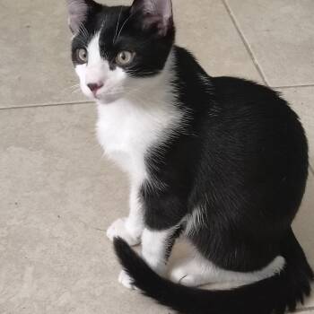 Sampson -  Domestic Short Hair Cat for Adoption in Reisterstown, Maryland - Sampson | PetCurious
