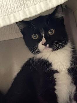 Kusama -  Domestic Short Hair Cat for Adoption in Vancouver, Washington - Kusama | PetCurious